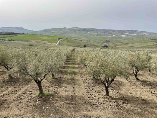 Öl- und Lebensmittelverkostung in der Provinz Agrigento