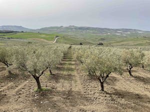 Gastronomic Experiences in Agrigento