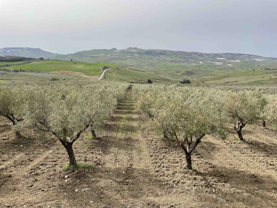 Olie- en voedselproeverij in de provincie Agrigento