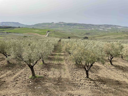 Degustación de aceite y comida en la provincia de Agrigento