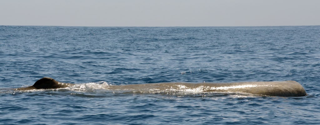 Billet pour une croisière d'observation des baleines avec repas à l'îlot Vila Franca