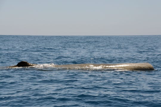 Billet pour une croisière d'observation des baleines avec repas à l'îlot Vila Franca