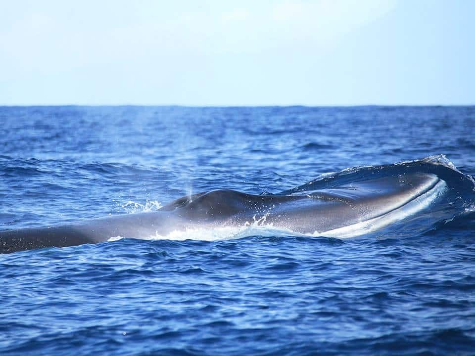 Whale Watching Cruise Ticket with Lunch at Vila Franca Islet