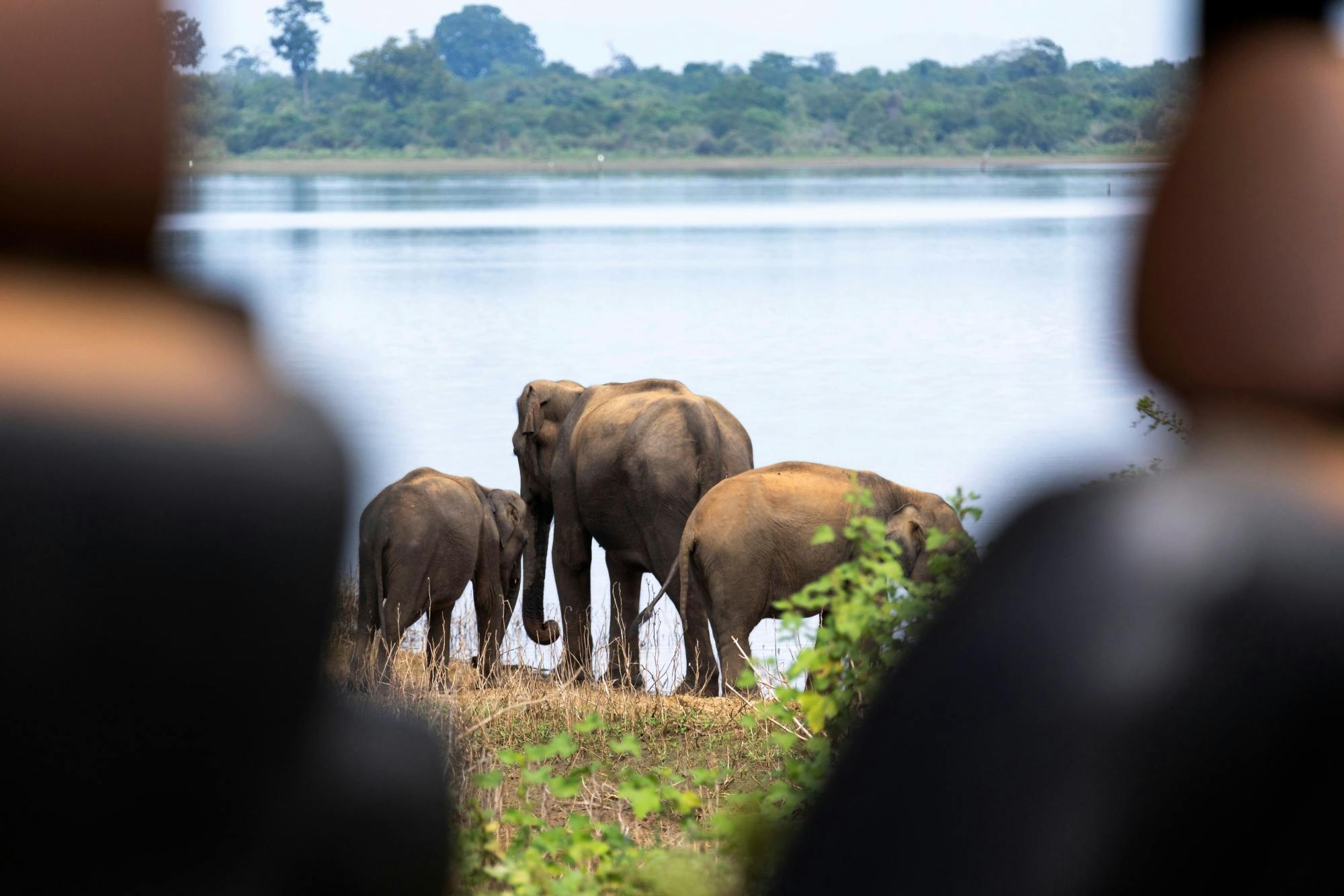 Udawalawe Park Safari, Ella, Kandy, Sigiriya & Dambulla Three-day Tour