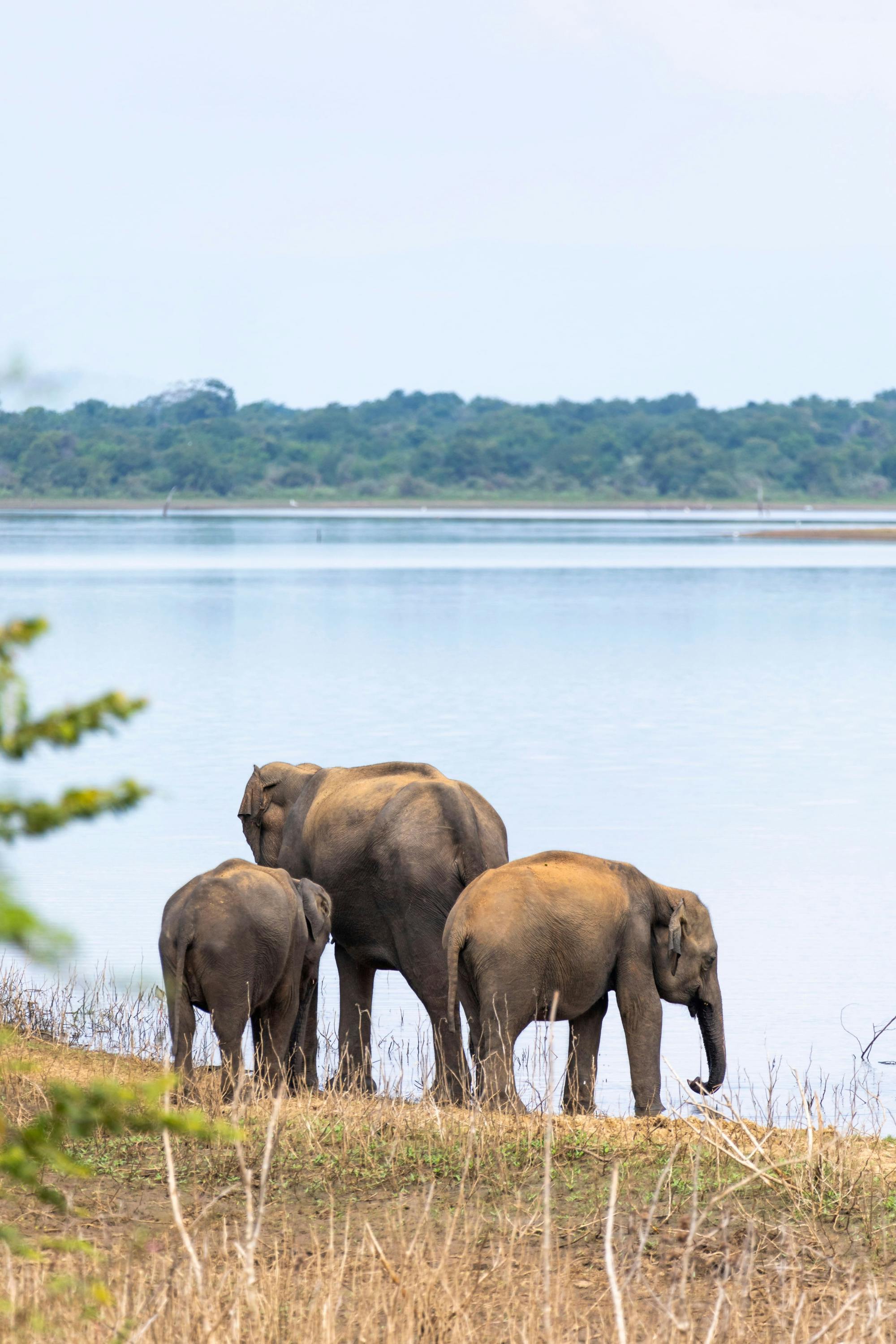 Udawalawe Park Safari, Ella, Kandy, Sigiriya & Dambulla Three-day Tour