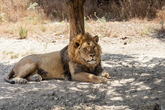 Parc animalier Friguia