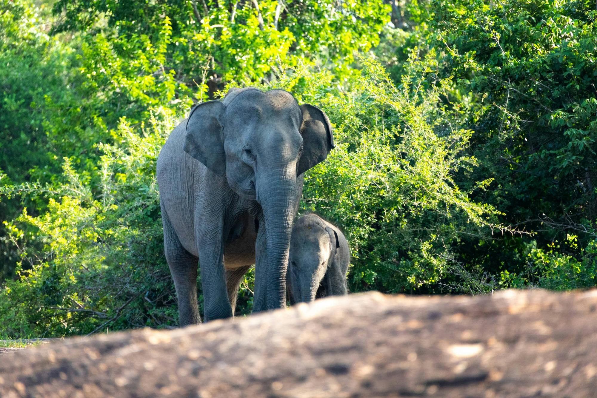 Kandy, Ella, Yala Park Safari e Galle Tour di quattro giorni