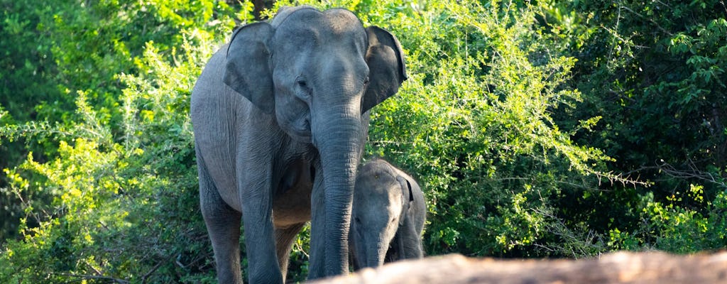 Excursión de cuatro días a Kandy, Ella, Yala Park Safari y Galle