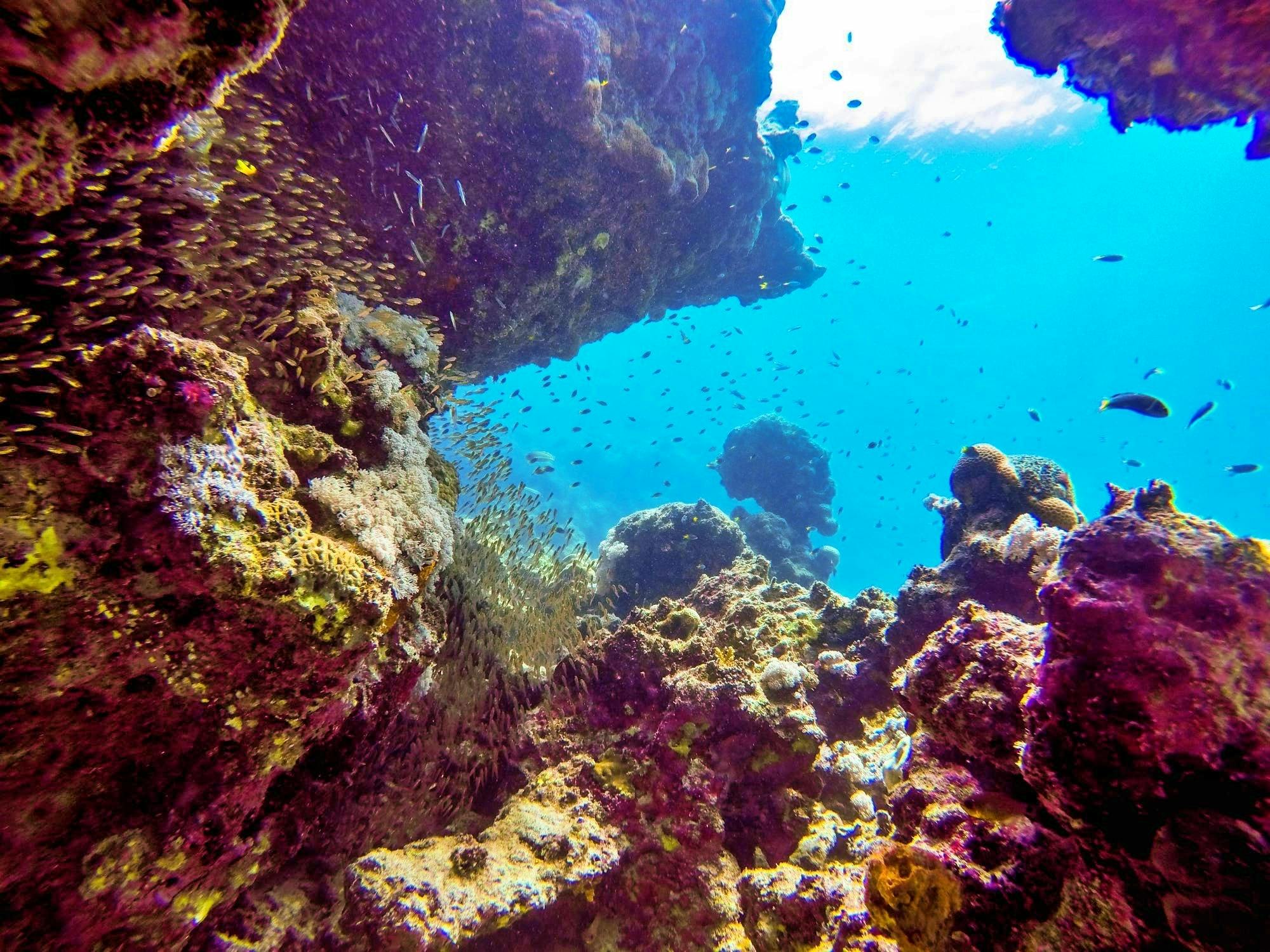 Intro diving for beginners and Red Sea cruise in Sharm El Sheikh Musement