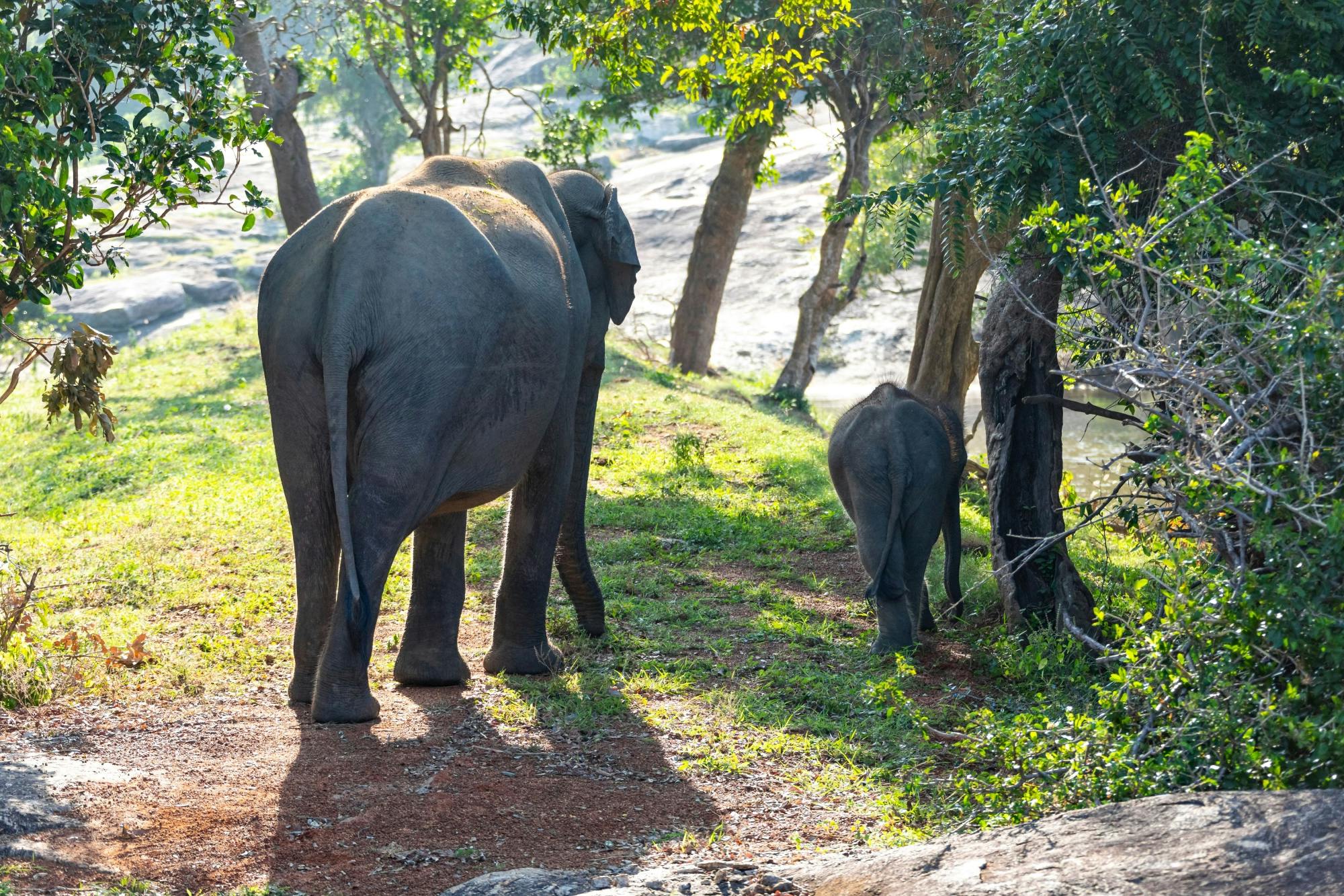 Kandy, Ella, Yala Park Safari and Galle Four-day Tour