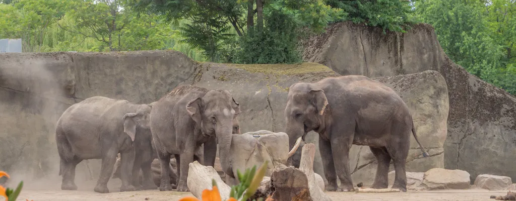 Cologne Zoological Garden