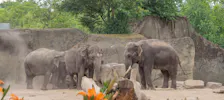Cologne Zoological Garden