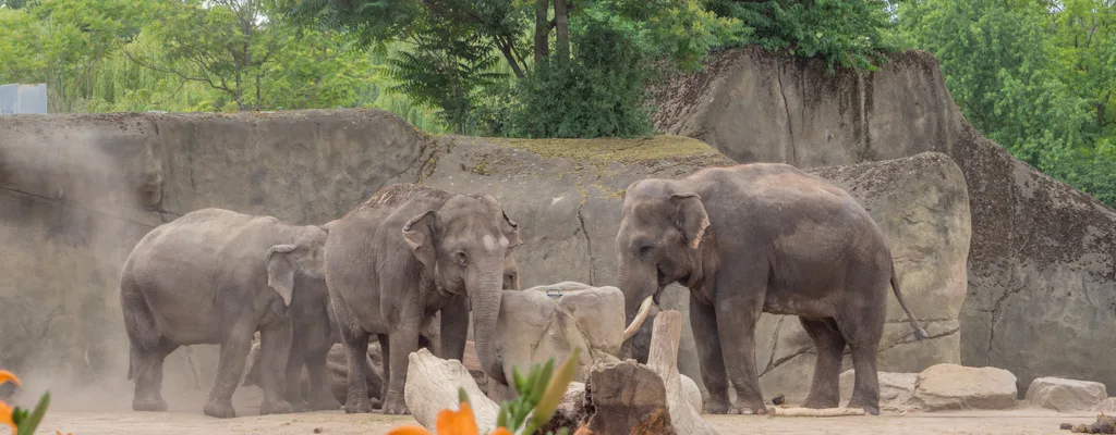 Cologne Zoological Garden