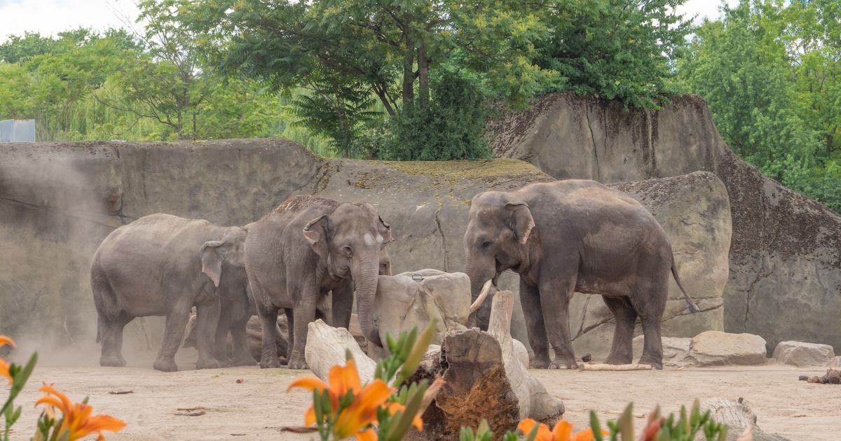Cologne Zoological Garden: Tickets and tours