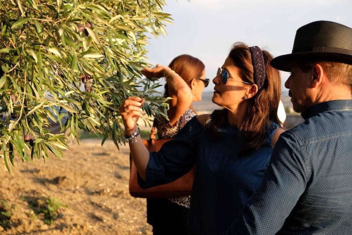 Proeverij van extra vierge olijfolie in de provincie Agrigento