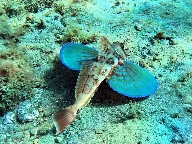 Abades Bay Individual Dive Experiences