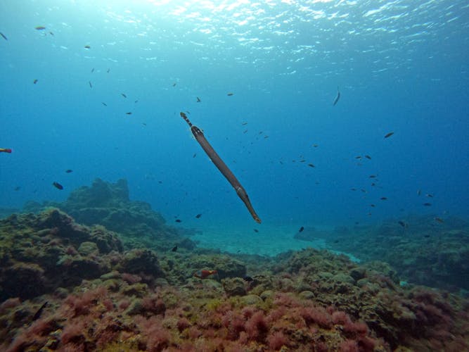 Abades Bay Individual Dive Experiences