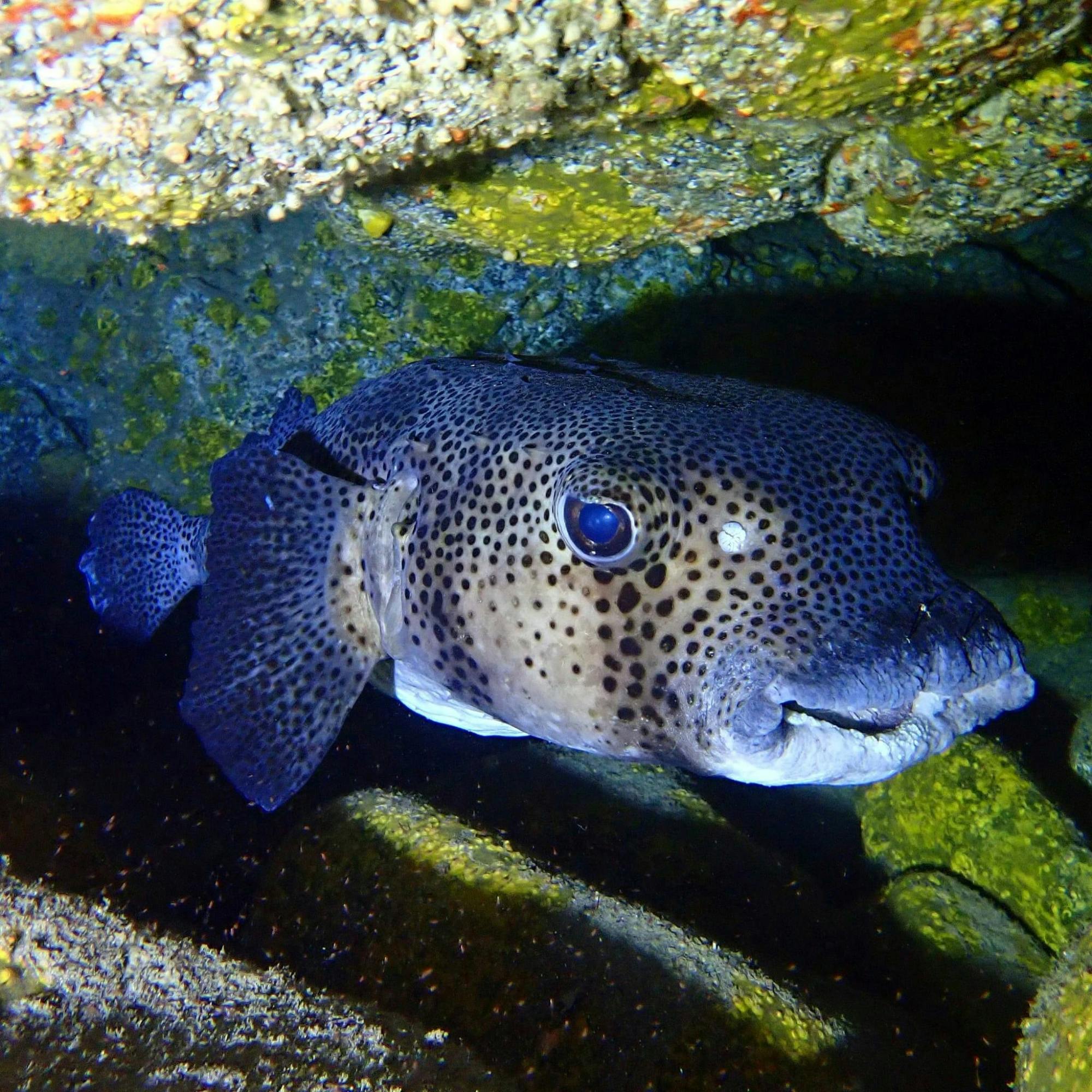 Abades Bay Individual Dive Experiences