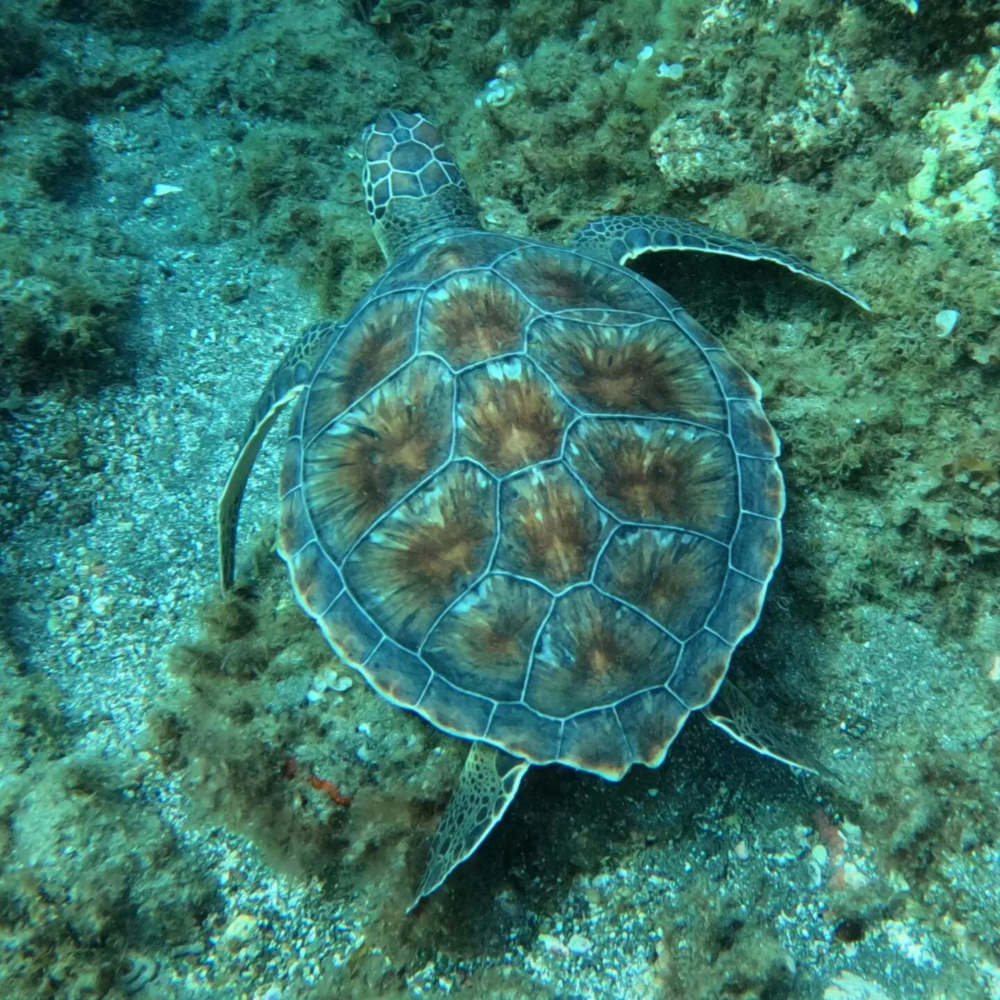 Abades Bay Individual Dive Experiences