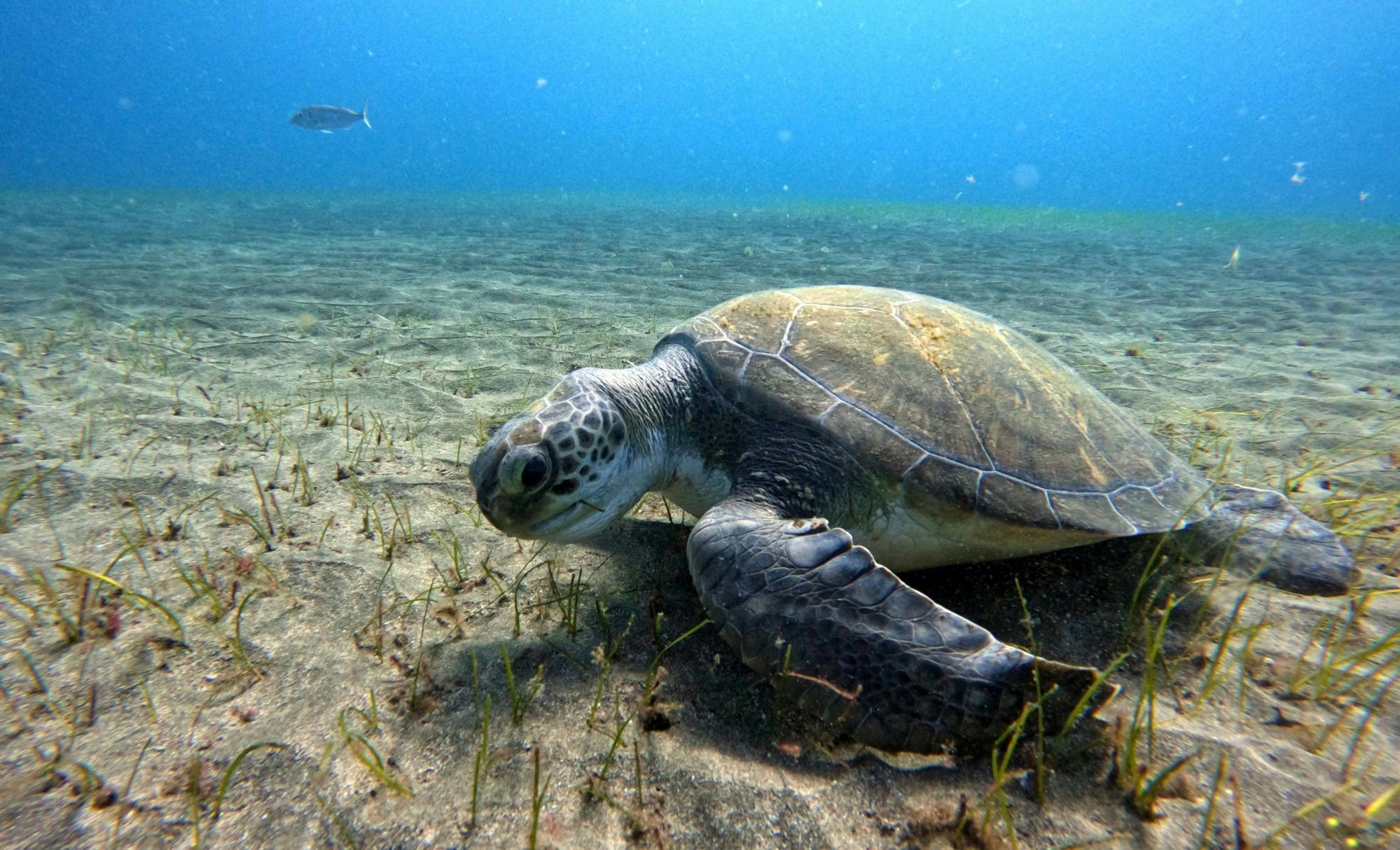 Abades Bay Individual Dive Experiences