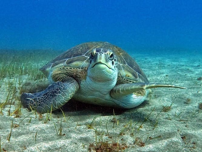 Abades Bay Individual Dive Experiences