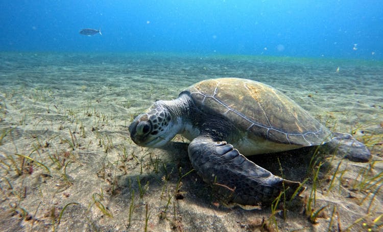 Abades Bay Individual Dive Experiences