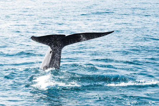 Passeio de barco para observação de baleias e golfinhos com Trincomalee Tour saindo da Costa Leste