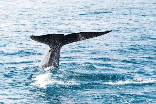 Excursión en barco para avistar ballenas y delfines con excursión a Trincomalee desde la costa este