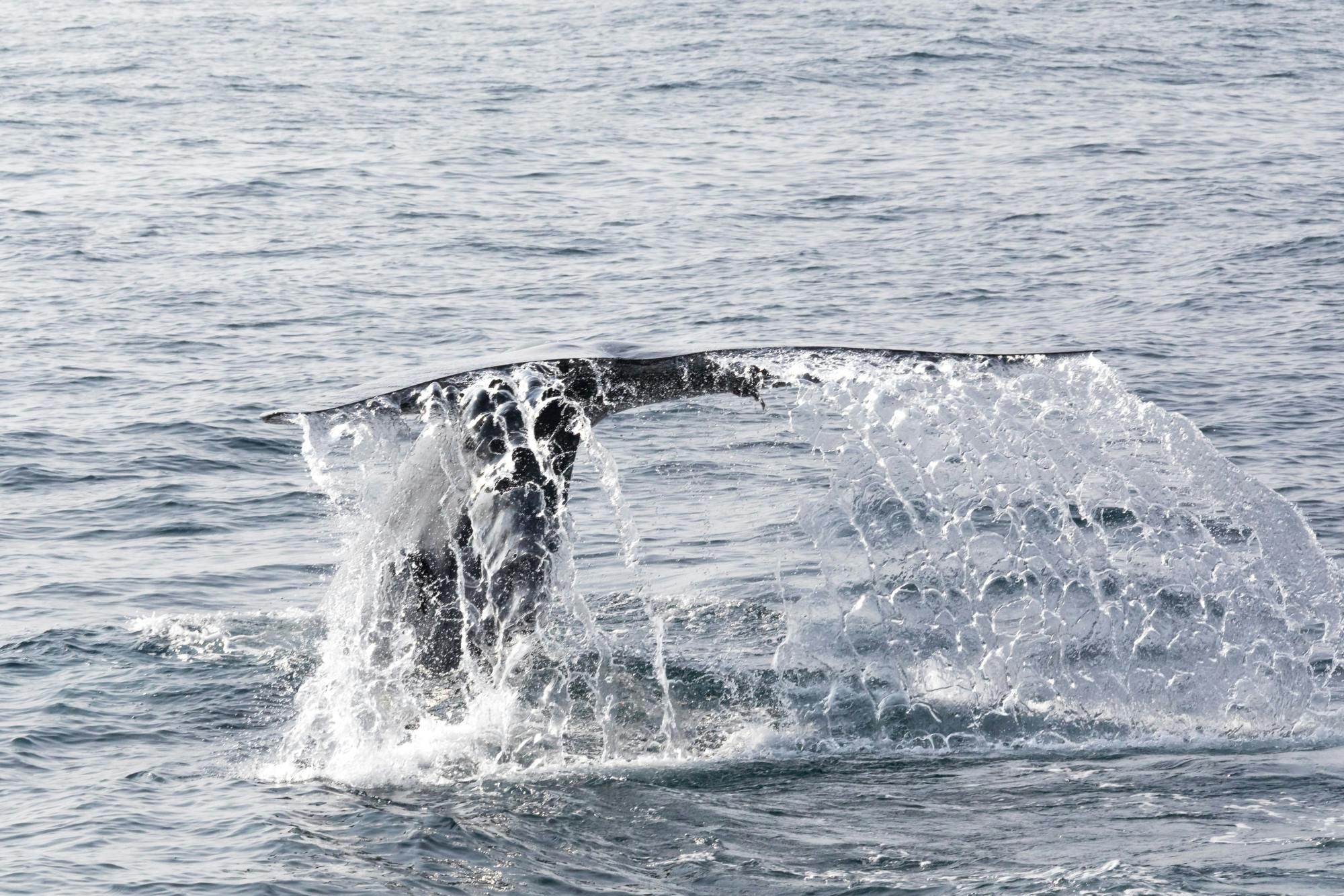 Whale & Dolphin Watching Boat Trip with Trincomalee Tour from the East Coast