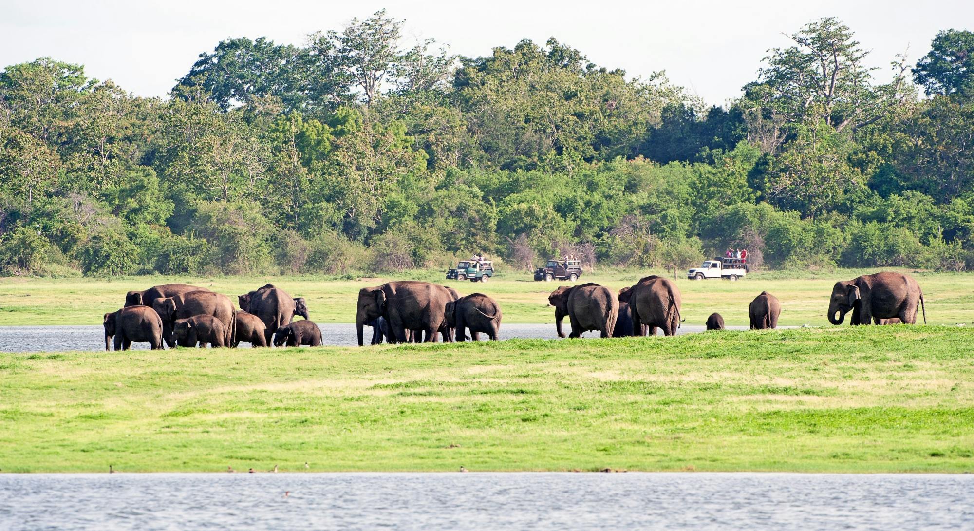 Kandy, Sigiriya, Dambulla & Minneriya Park Safari Two-day Tour from the East Coast