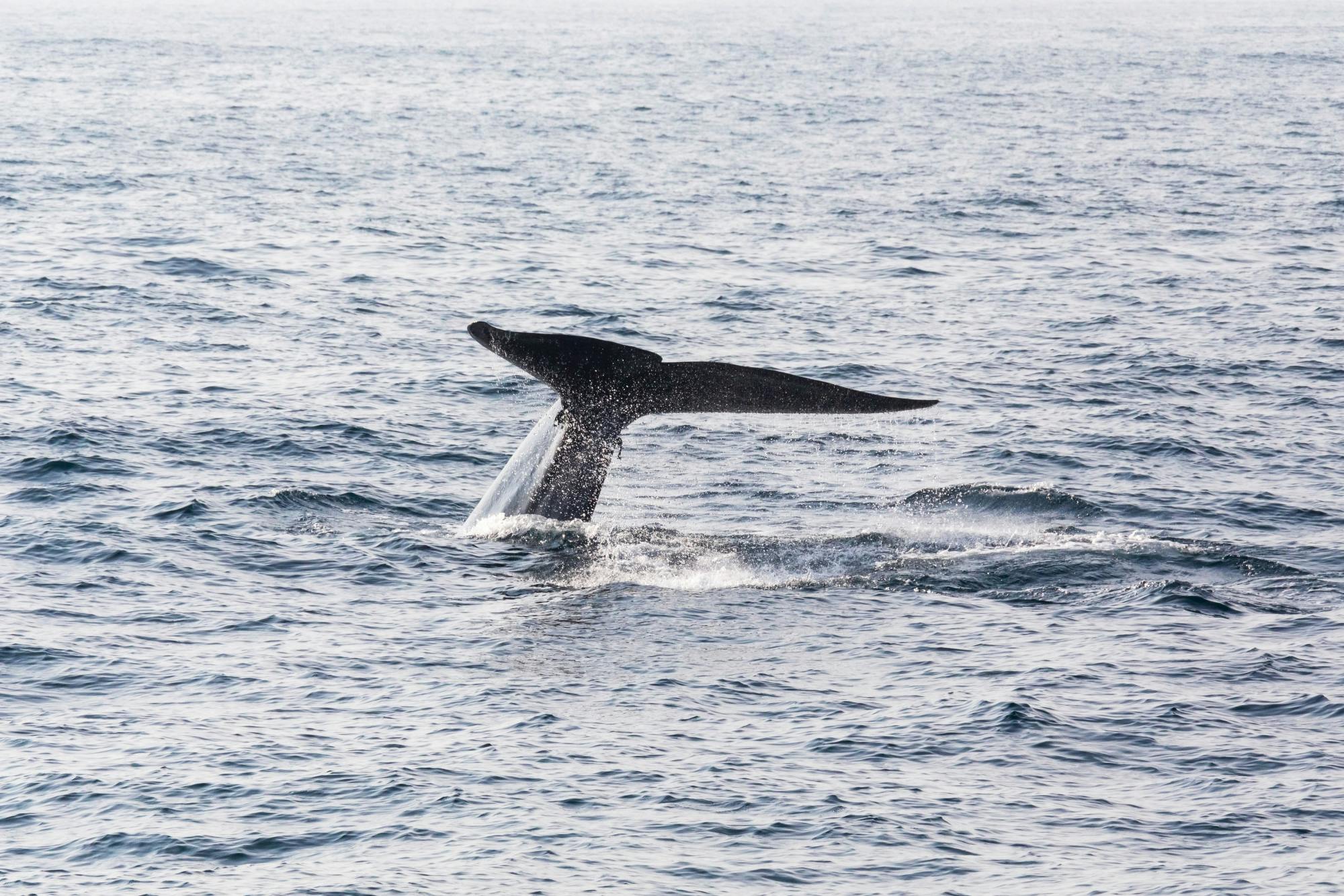 Whale & Dolphin Watching Boat Trip with Trincomalee Tour from the East Coast