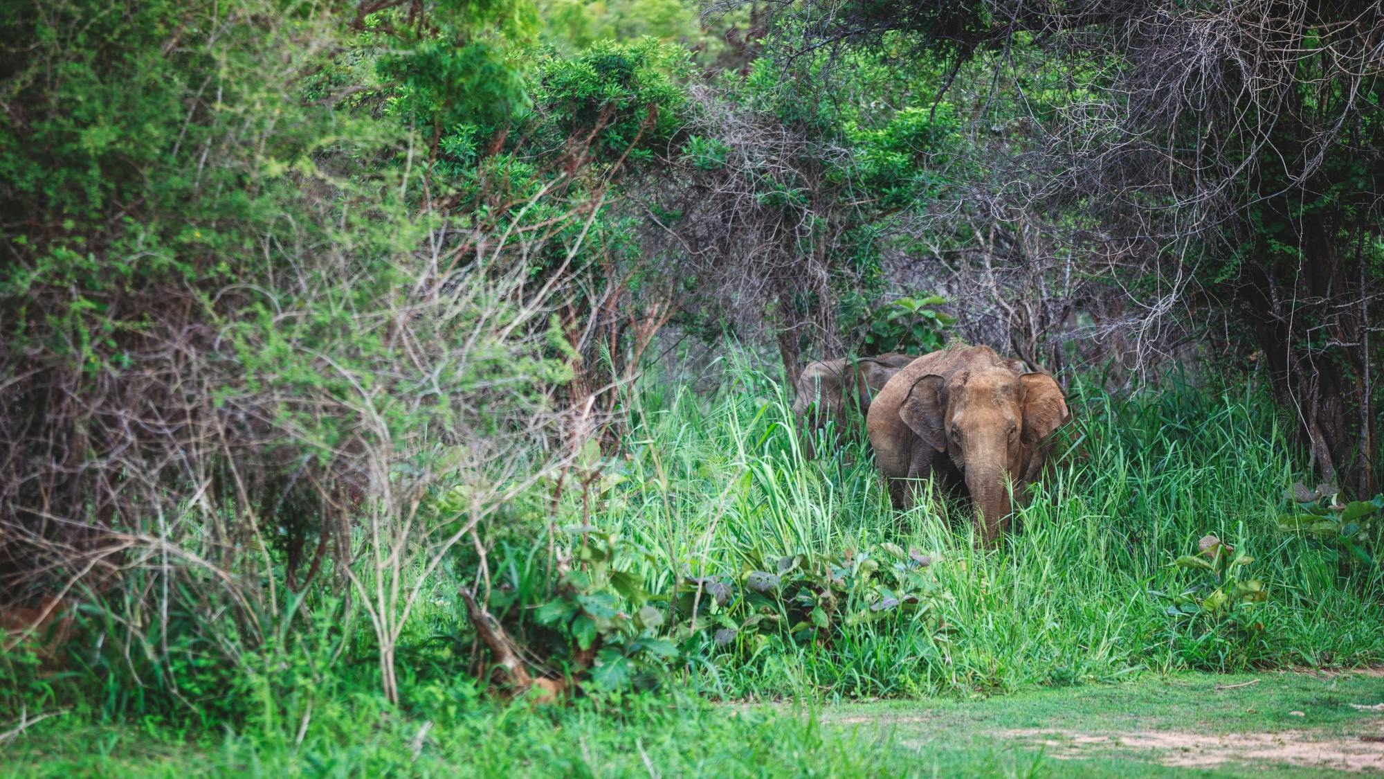 Kandy, Sigiriya, Dambulla & Minneriya Park Safari Two-day Tour from the East Coast