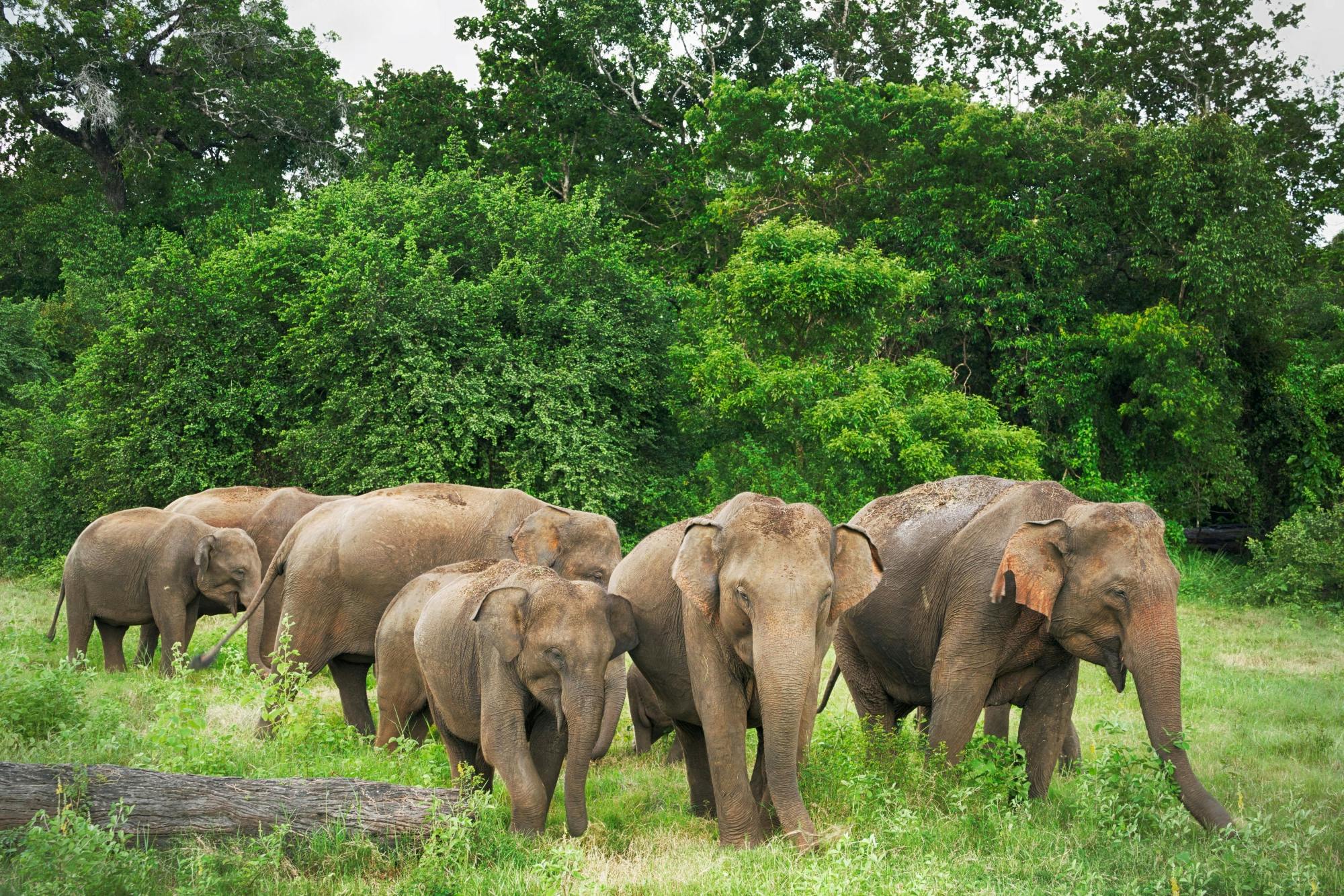 Kandy, Sigiriya, Dambulla & Minneriya Park Safari Two-day Tour from the East Coast