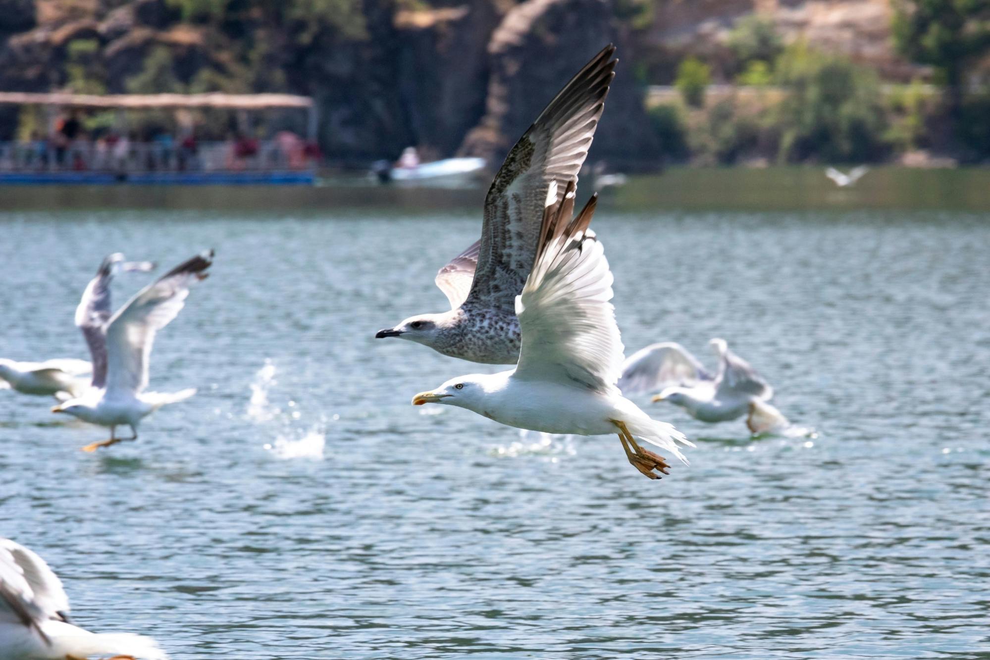 Rethymnon and Lake Kournas Tour