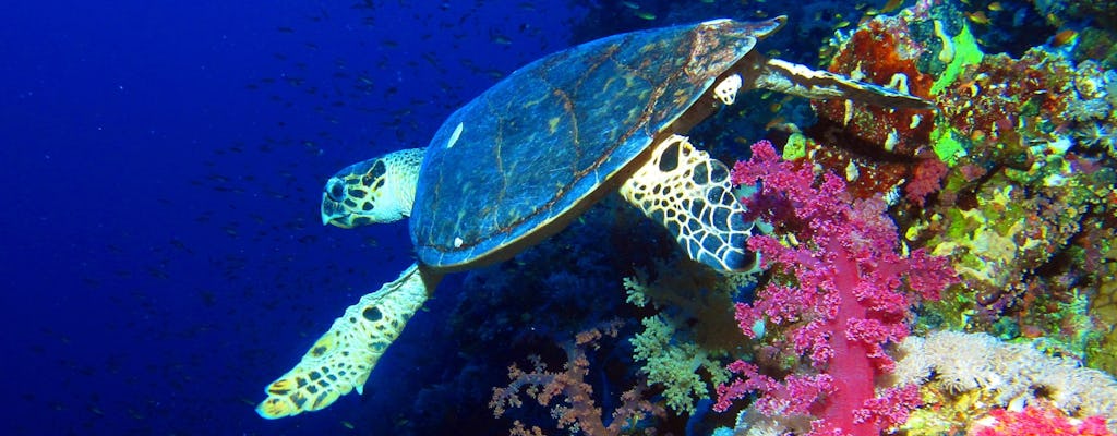 Blue snorkeling cruise with breakfast and lunch from Hurghada