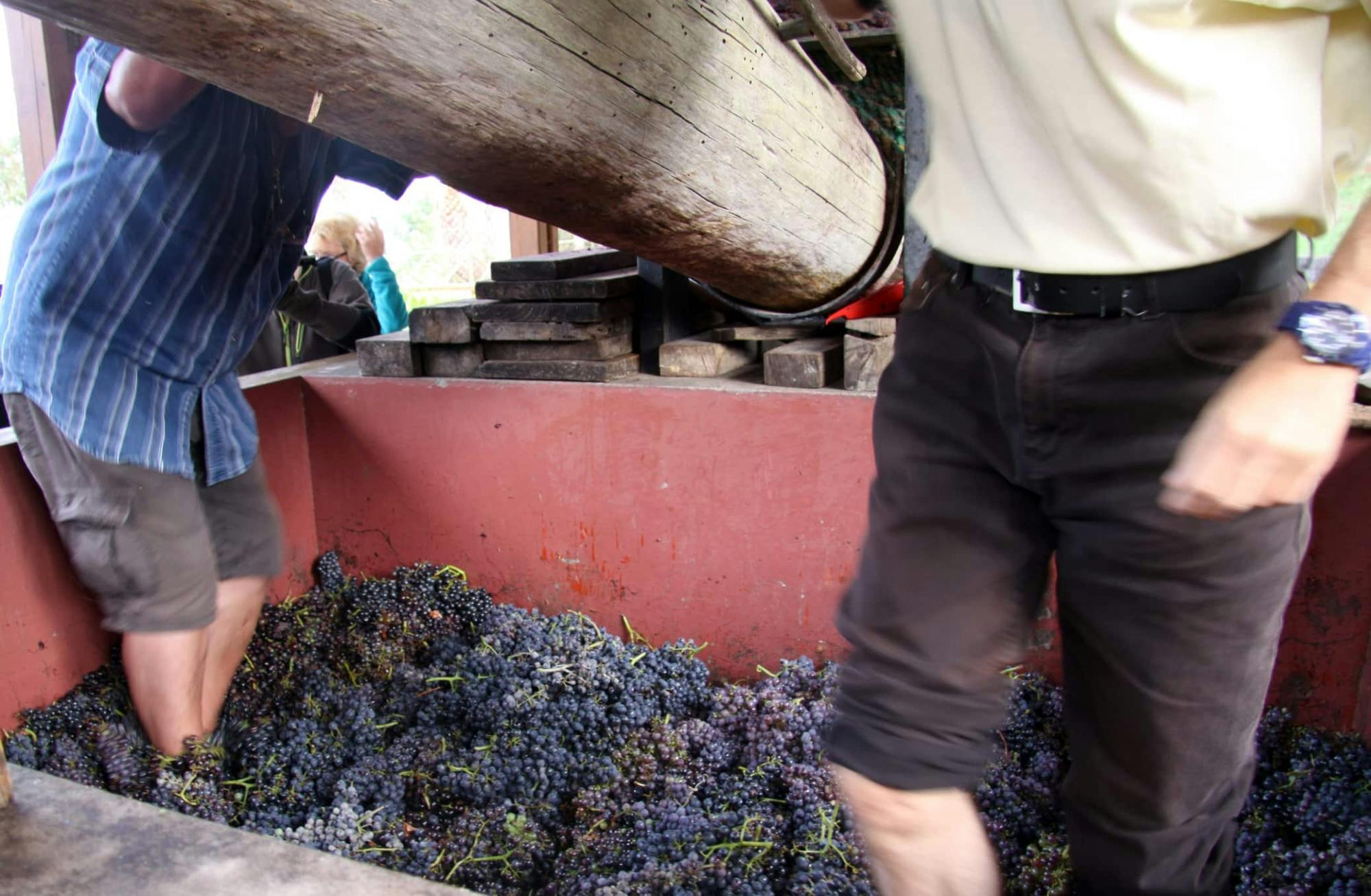 Santana Wine Festival Tour