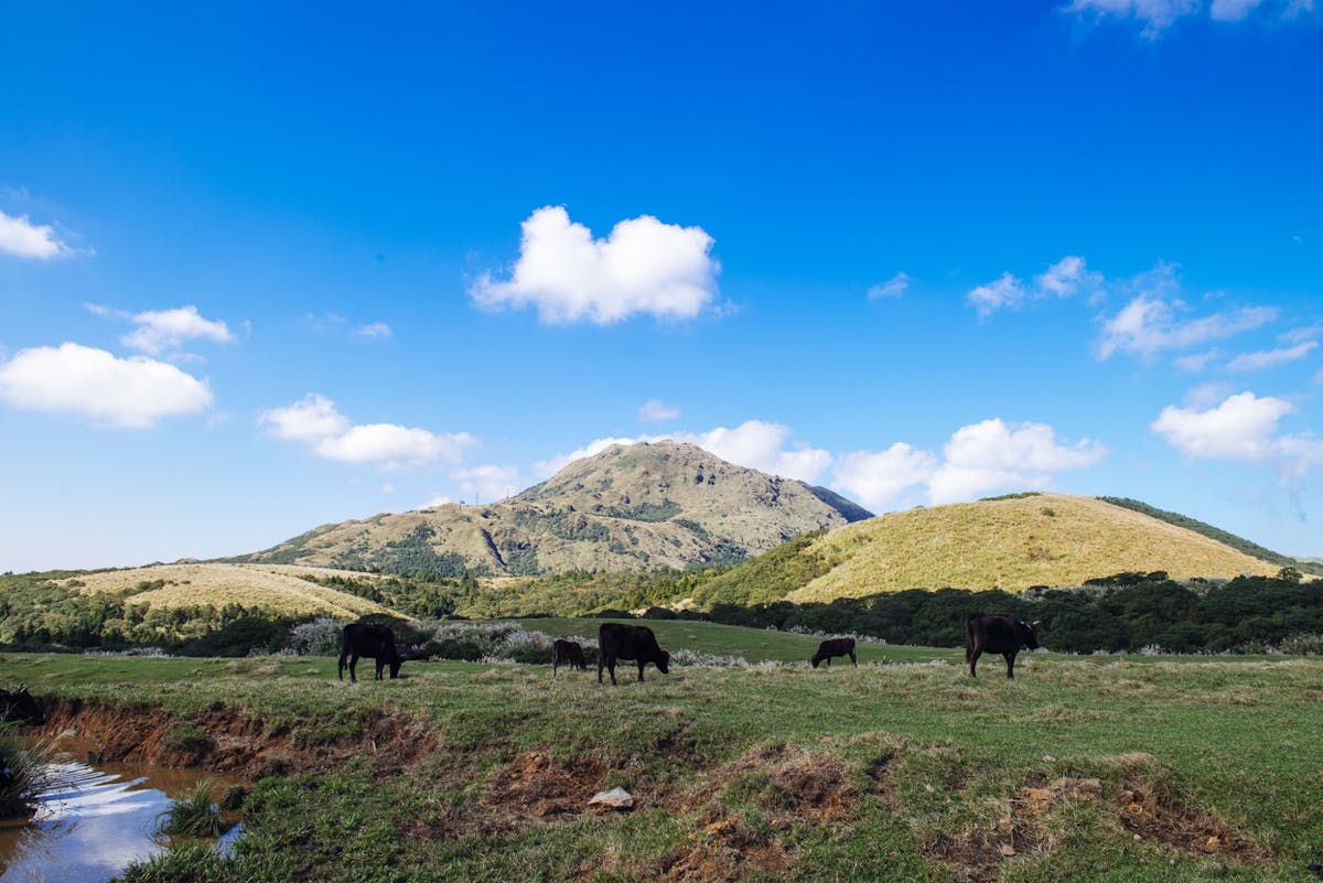 Tour di un'intera giornata a Yangmingshan e Beitou da Taipei