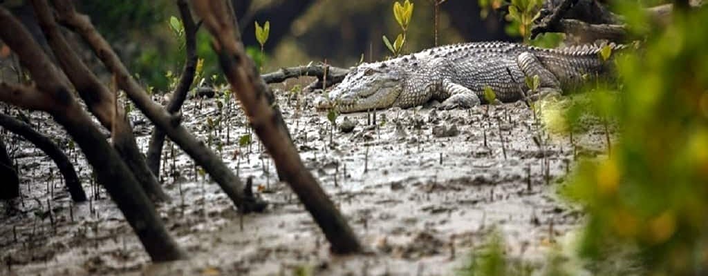 Tour des mangroves et des crocodiles de Goa