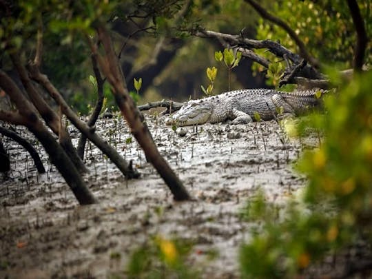 Tour des mangroves et des crocodiles de Goa