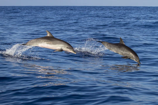 Boat trip in Poreč Riviera with dolphin watching and drink