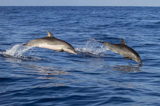 Boat trip in Poreč Riviera with dolphin watching and drink