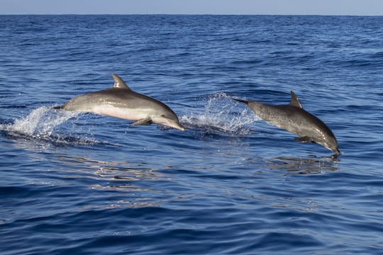 Excursion en bateau sur la Riviera de Poreč avec observation des dauphins et boisson