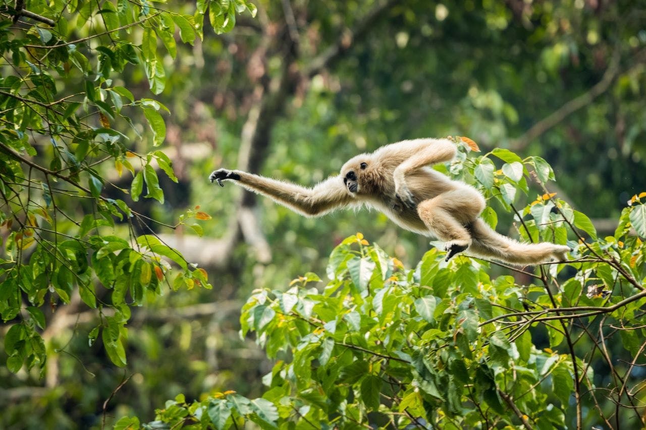 Ontwakingservaring in het regenwoud in het Panti Forest Reserve
