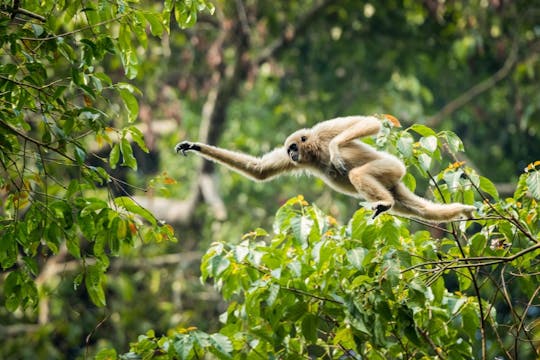 Experiência de despertar da floresta tropical na Reserva Florestal Panti