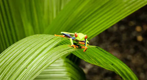 La Paz Waterfall Gardens Late Departure Tour