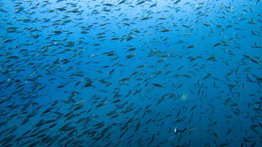 Atlantis Diving Snorkelling Tour