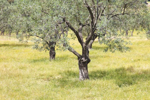 Southern Lesbos Tour with Plomari and Ouzo Tasting