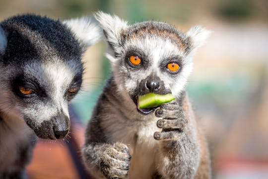 Wycieczka do zoo Amazonas Park i tłoczni oliwy