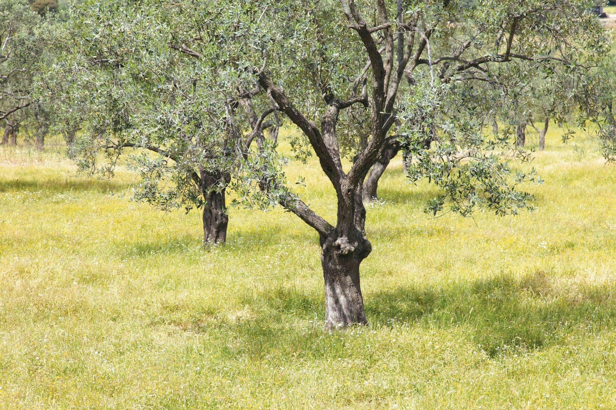 Southern Lesbos Tour with Plomari and Ouzo Tasting