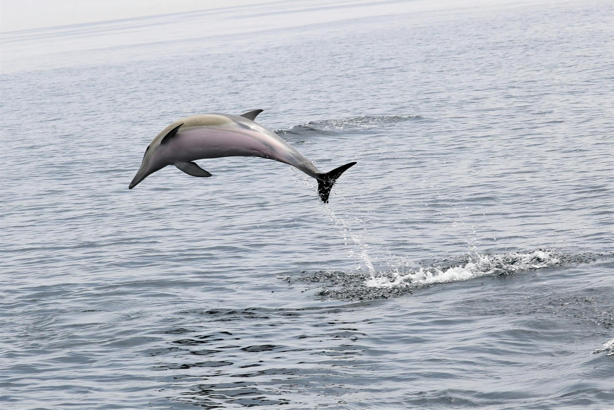 Experiência de observação de golfinhos e baleias em Portugal